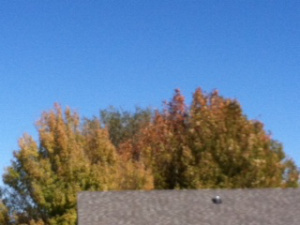 Prescott blue Fall