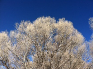 Prescott Blue