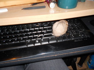 hamster author