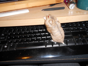 hamster author 2