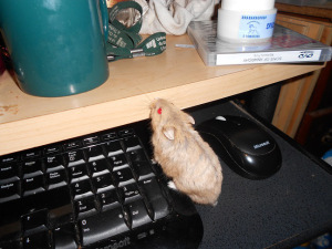 hamster author 3