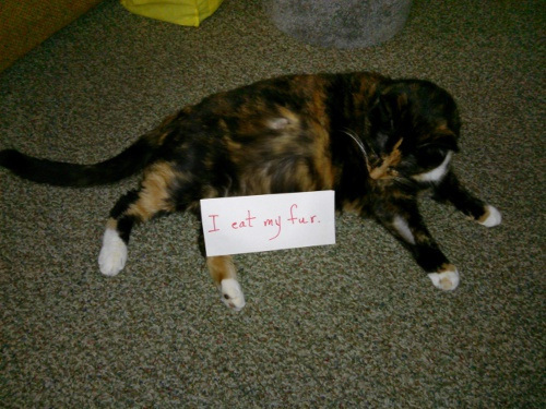 grannyscatsweetieshame