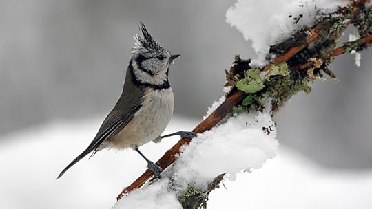 Large crested tit