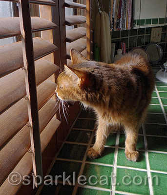 I keep hoping the old lady next door starts a contraband catnip farm