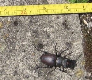 Injured stage beetle