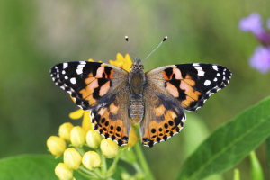Painted Lady Butterfly (Vanessa cardui)