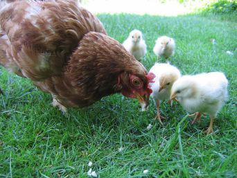 800px-Hen_with_chickens_in_native_breeding
