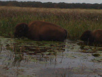 Big male buffalo