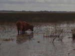Cow grazing up to it's knees in water