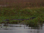 full-size gator