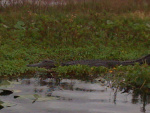 Another full-size gator