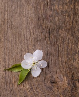 fiore di ciliegio su fondo di legno