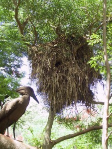 hamerkop_nest_bridgit