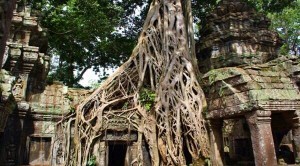 cambodia-temple-engulfed-by-nature