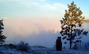 Reflection of trees against fog