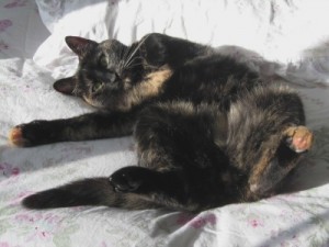 winter_doldrums_cat
