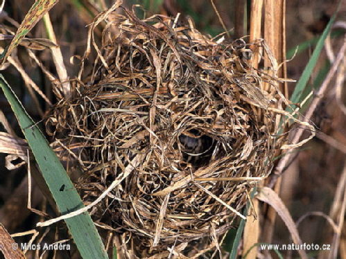 Harvest Mouse nest
