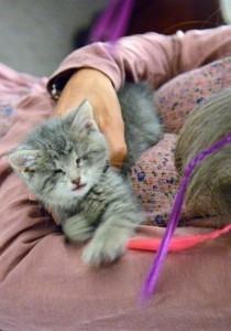 blind_kitten