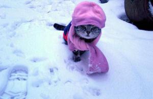 cat_cold_weather