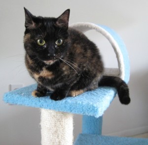 cat_on_cat_tree