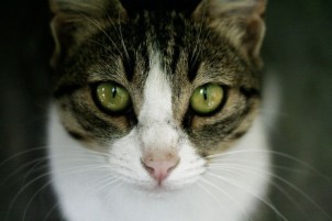 pet_trusts_and_wills