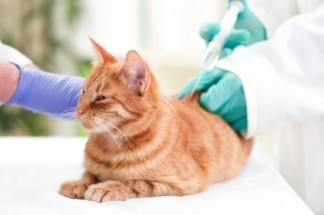 feline_distemper_vaccine