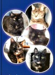 cats_as_catalyst