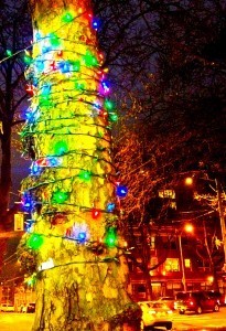 Picture of Christmas Lights