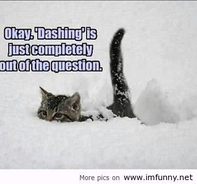  photo kitty_snow_zpsed52df3b.jpg