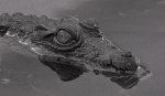 tabucroc