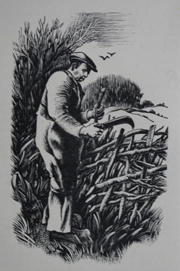 hedgelaying