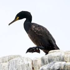 shag