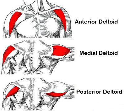 Deltoid-Divisions1