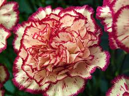 Carnations were given to the gods by the Romans and later used to provoke love in the hearts of those who received them.