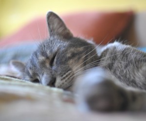 hospice_care_cats