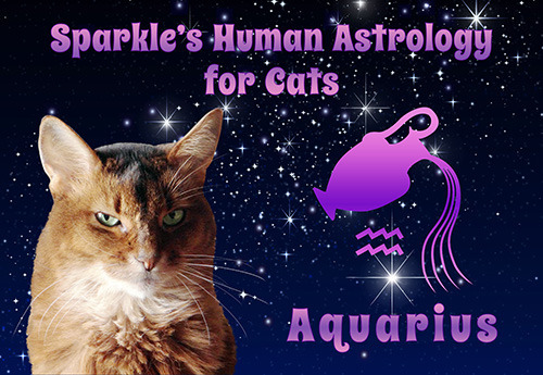 My human is having too much fun with her new Graphicstock account