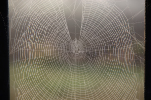 spiderweb fog