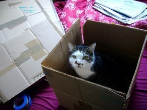 moving_with_cats