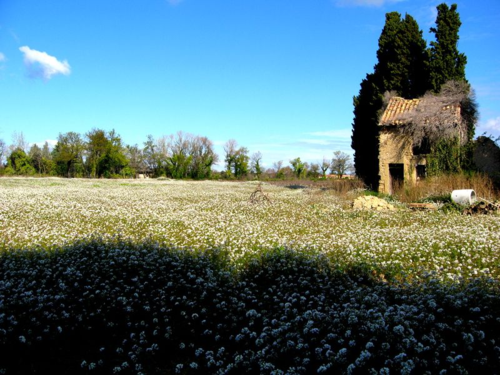 Field of mustard flowers in Sainte Cécile-les-Vignes (c) Kristin Espinasse