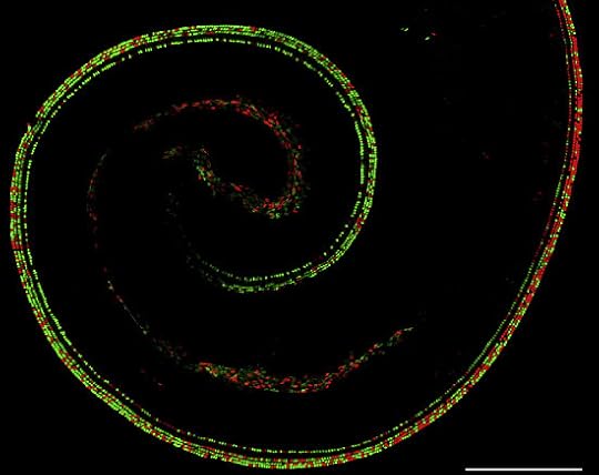 Jeremy Nathans and Hao Wu/Neuron