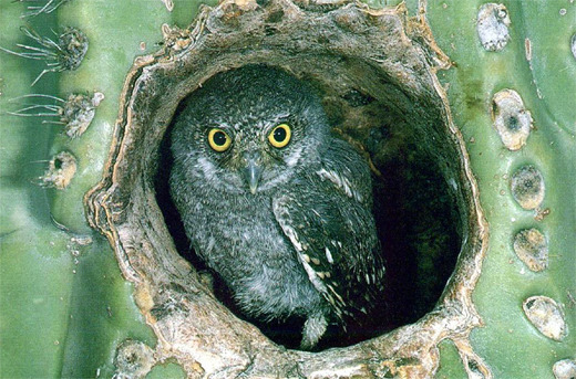 Desert Elf Owl