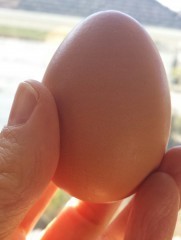 Eating Eggshells for Calcium?