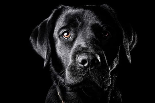 15-Black-Lab