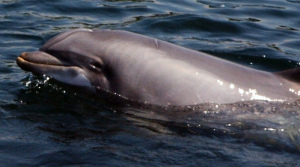 alligator Dolphintursiops
