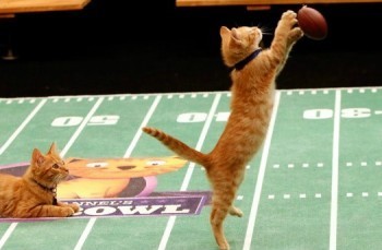 Kitten_Bowl