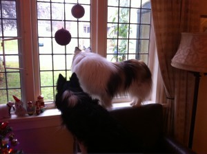 dogswindow.jgp