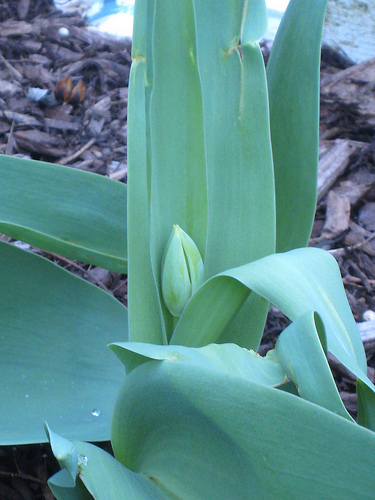 Tuesday tulip