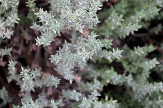 herbs5