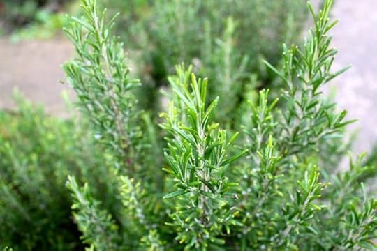 herbs4