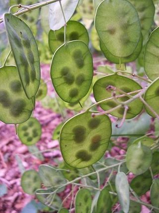 Lunaria-annua3